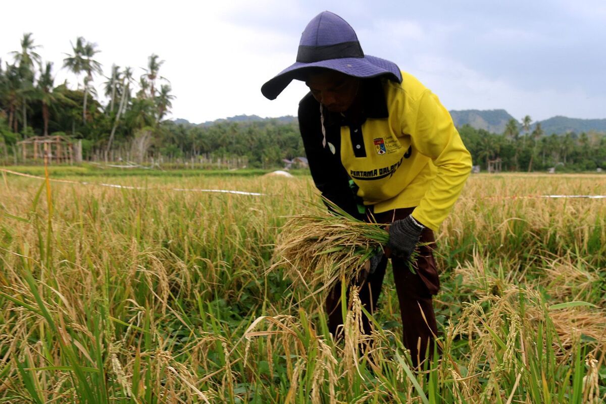Petani Keluhkan Biaya Produksi yang Masih Tinggi Meski Harga Naik